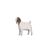 Papa d’une chèvre Boer