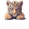 Sumatran tiger