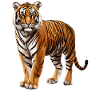 Sumatran tiger