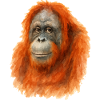 Orang Utan