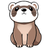 Ferret