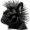 Punk Rock French Bulldog