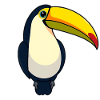 Toucan bird