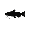 Catfish Silhouette Fish