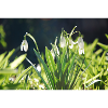 Snowdrop Spring Bloom Design