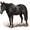 Cheval