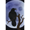 Raven Moon