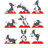 Playful Boston Terrier Yoga positions 