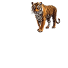 Tigre de Sumatra