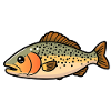Forelle Fisch