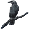 Raven