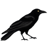 Corbeau