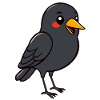 Blackbird bird