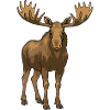 Der Elch - König des Waldes