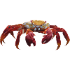 Crabe