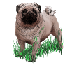 Pug