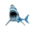 Shark