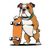 Bull dog with skateboard