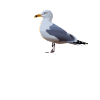 Mouette avec hurlement texte silencieux