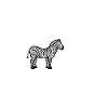 Heartbeat of a Zebra