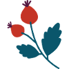 Minimalist rosehip berry illustration