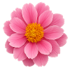 Delicate beauty of peony