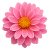 Symétrie parfaite du dahlia