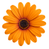 Luminosity of African daisy