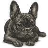 "Little Dreamer" - Puppy French Bulldog
