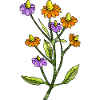 Fleur