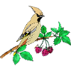Bunter Vogel