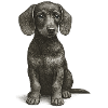 "Little floppy ear" - puppy dachshund
