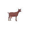 Papa of a Murcia-Granada goat