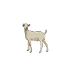 Papa einer Gallaziege