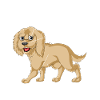 Illustration anatomique Golden Doodle