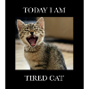 Tired kitten with humor text