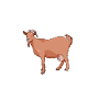 Kaffee und Gebirgsziege