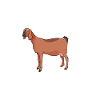 Coffee and Anglo-Nubian goat