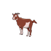 Café et Pygmée d’Amérique
