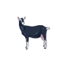 Coffee and British Alpine Goat
