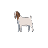 Café et chèvre Boer