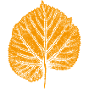 Linden leaf