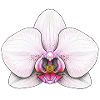 Elegante Orchideen-Illustration für Mode