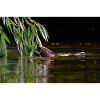000_1134_DxO - Feeding Beneath Willow Leaves