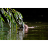 000_1106_DxO - Wild Beaver Eating Willow Leaves