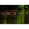 Swimming Silently Through Calm Green Water