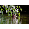 000_0762_DxO - Beaver Feeding on Willow Branches