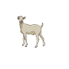 Kaffee und Gallaziege