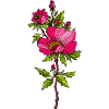 Blume