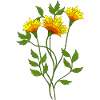 Fleur